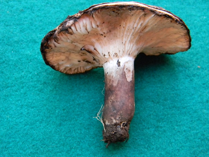 4) Fotogr. il 7.06.2013. sotto latifoglia