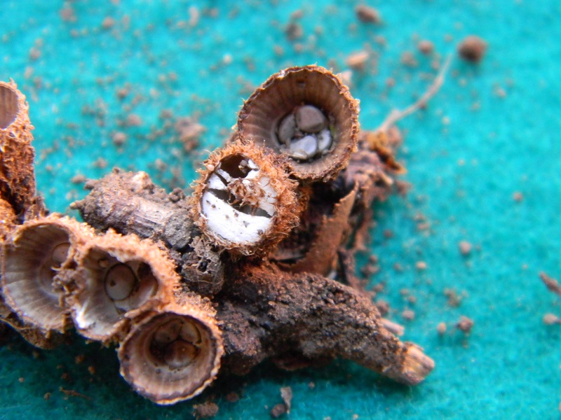 15) Fotogr. il 7.06.2013. sotto latifoglia