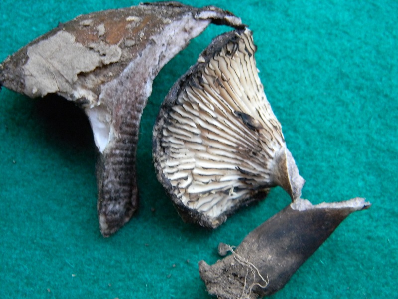 4) Fotogr. il 7.06.2013. sotto latifoglia