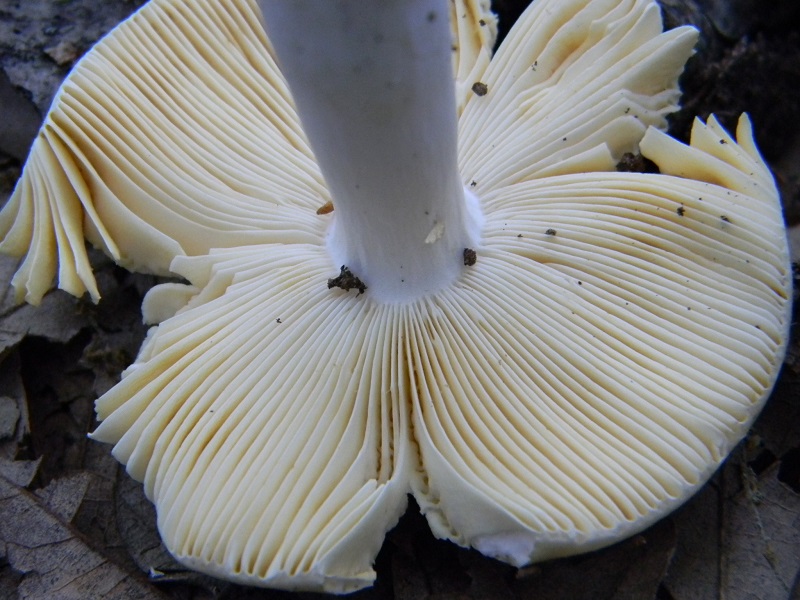 4) Fotogr. 8.06.2013. sotto Quercia