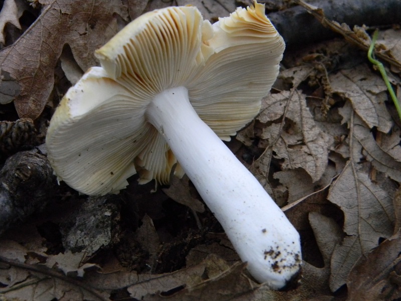 4) Fotogr. 8.06.2013. sotto Quercia