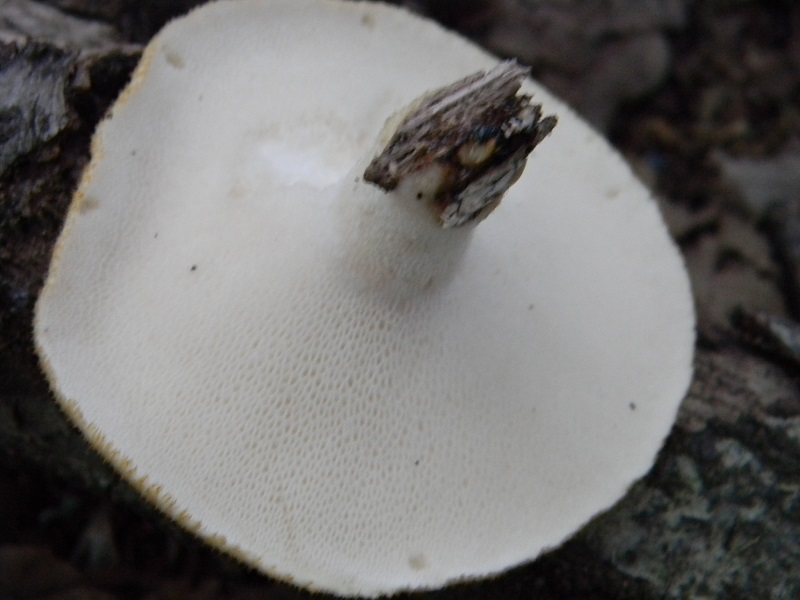 1) Fotogr. 8.06.2013. sotto Quercia