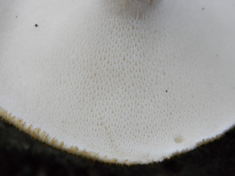 1) Fotogr. 8.06.2013. sotto Quercia