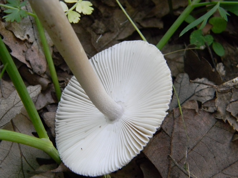 5) Fotogr. 8.06.2013. sotto Quercia