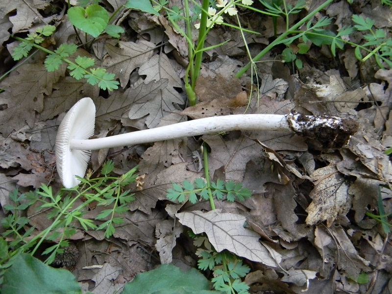 5) Fotogr. 8.06.2013. sotto Quercia