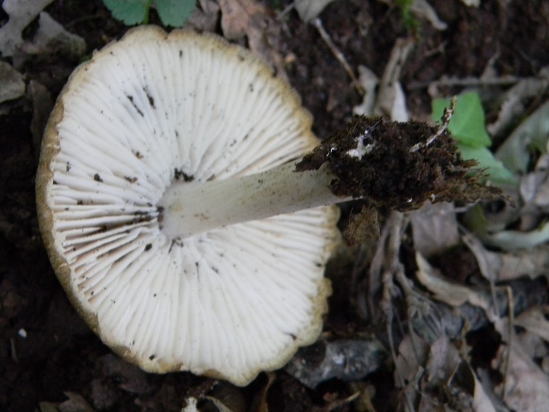 3) Fotogr. 8.06.2013. sotto Quercia