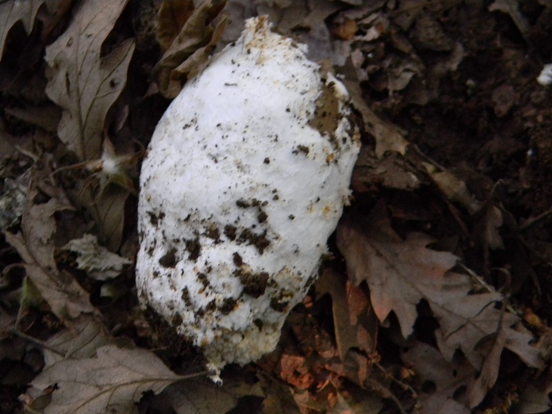 6) Fotogr.8.06.2013. sotto Quercia