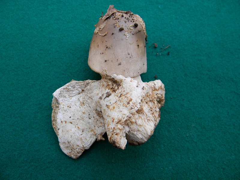 6) Fotogr.8.06.2013. sotto Quercia