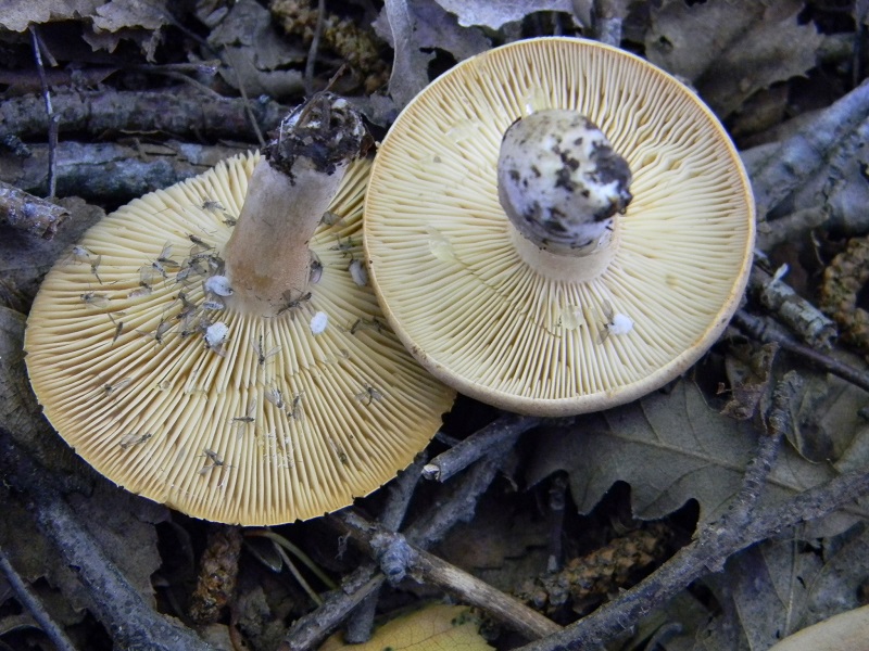 10) Fotogr. 11.06.2013.sotto bosco misto di latifoglia