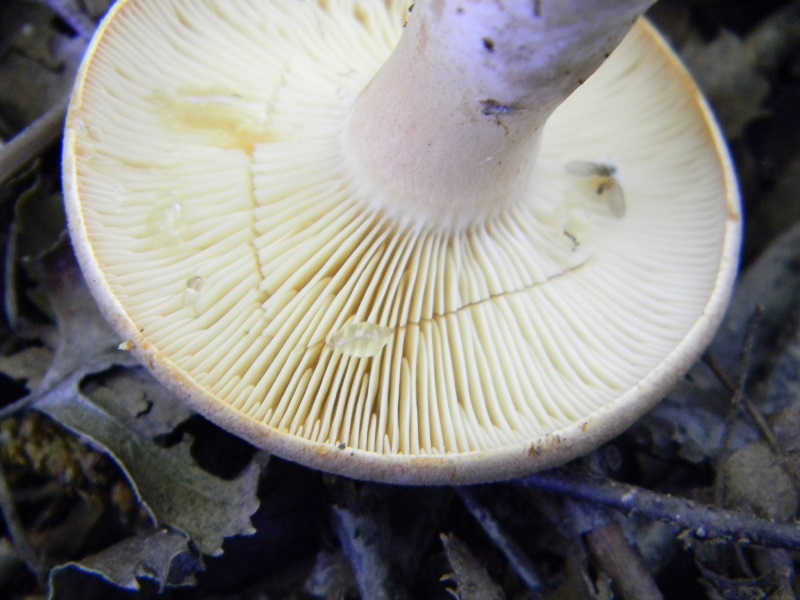 10) Fotogr. 11.06.2013.sotto bosco misto di latifoglia