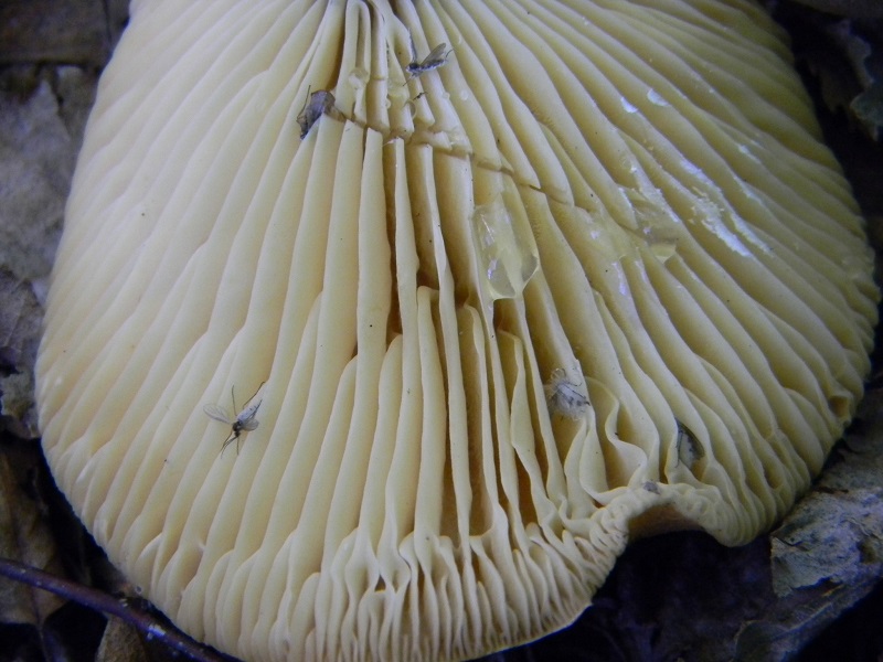 10) Fotogr. 11.06.2013.sotto bosco misto di latifoglia