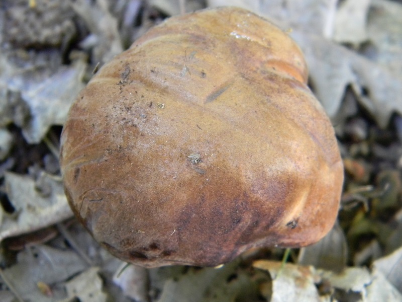 12) Fotogr. 11.06.2013. sotto bosco misto di latifoglia