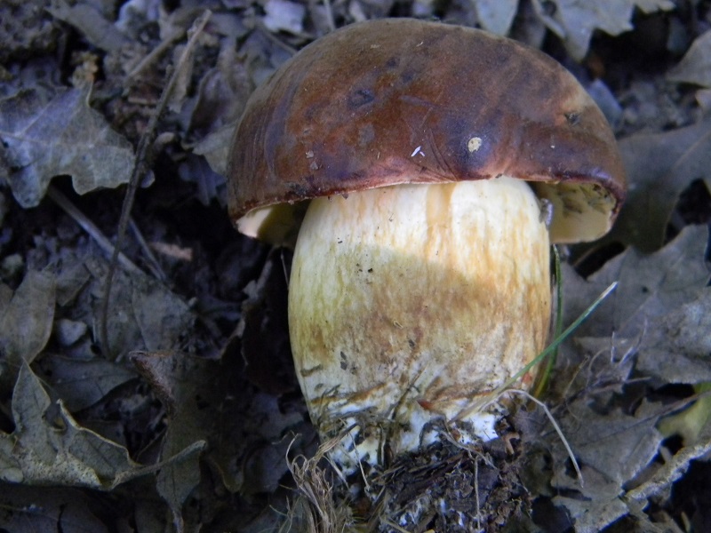 12) Fotogr. 11.06.2013. sotto bosco misto di latifoglia