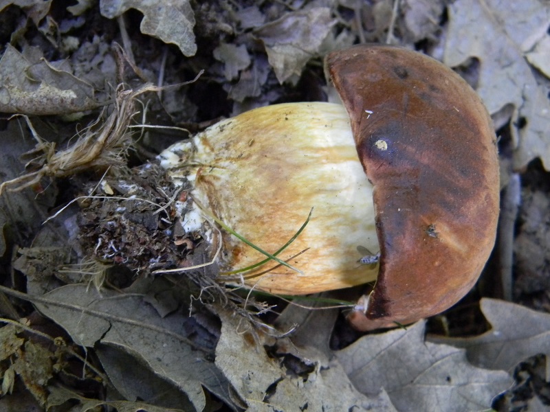12) Fotogr. 11.06.2013. sotto bosco misto di latifoglia