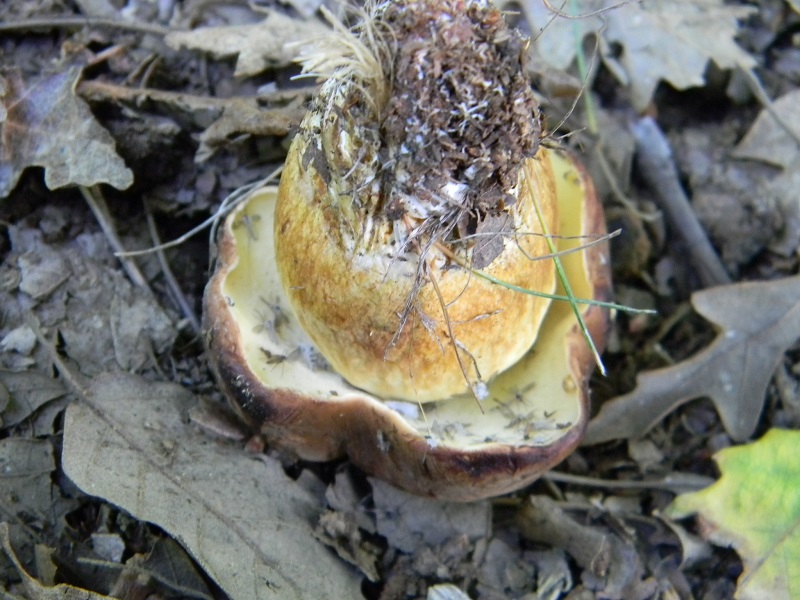 12) Fotogr. 11.06.2013. sotto bosco misto di latifoglia