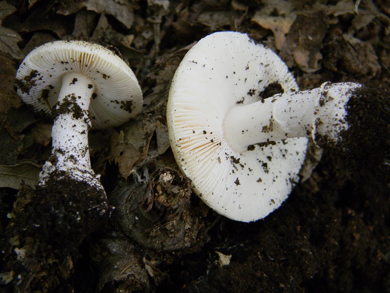 11) Fotogr. 11.06.2013. sotto bosco misto di latifoglia
