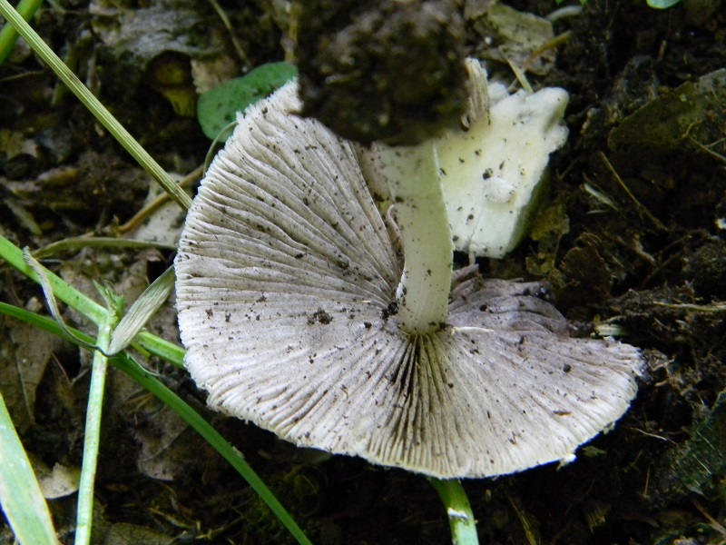 1) Fotogr.il 14.06.2013. sotto latifoglia