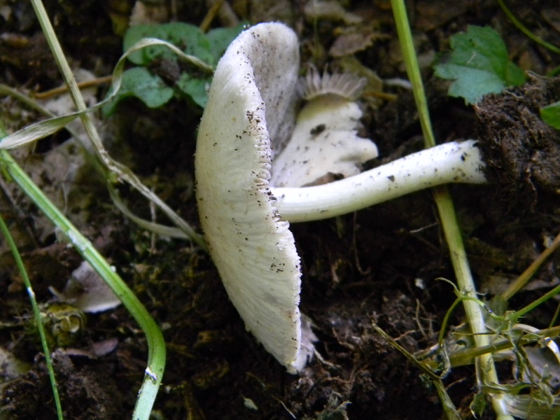 1) Fotogr.il 14.06.2013. sotto latifoglia