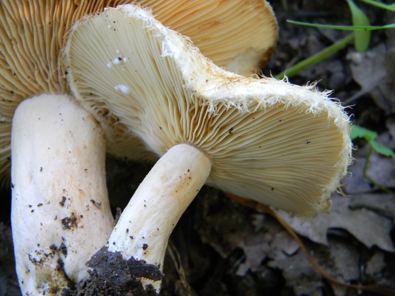 2) Fotog. il 14.06.2013. sotto latifoglia