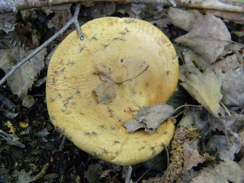 3) Fotogr. il 14.06.2013.sotto Betulla