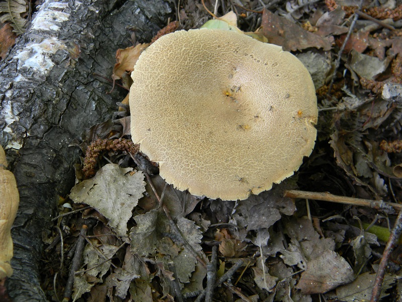 3) Fotogr. il 14.06.2013.sotto Betulla