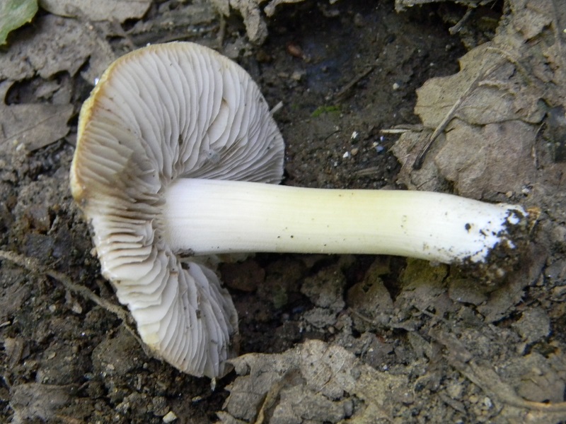 5) Fotogr. il 14.06.2013. sotto Quercia