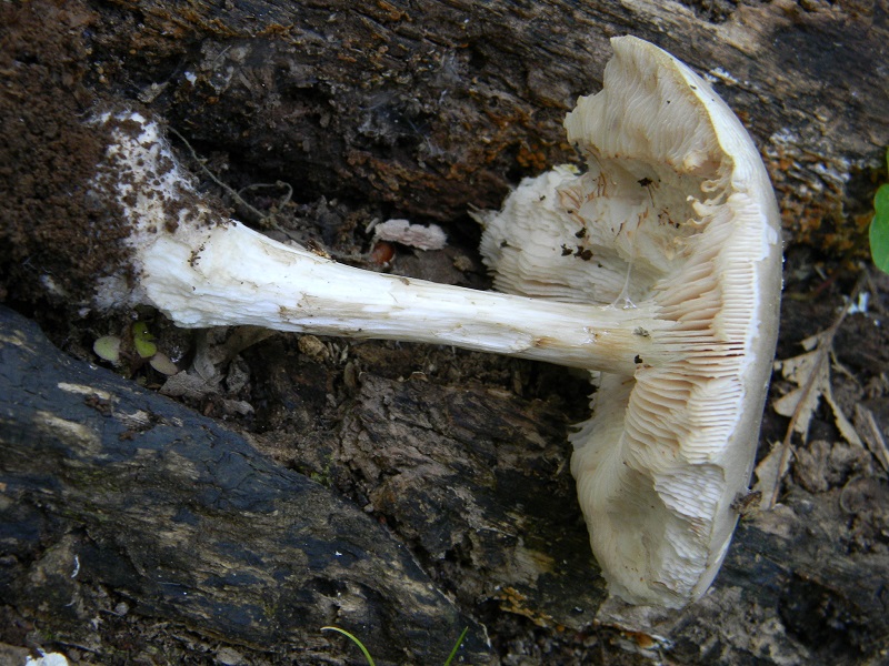 6) Fotogr.il 14.06.2013. sotto Quercia