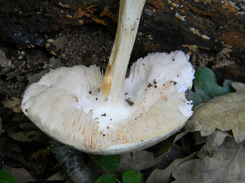 6) Fotogr.il 14.06.2013. sotto Quercia