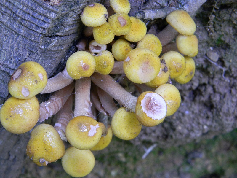 8) Primizia fotogr. il 14.06.2013.su tronso di Quercia