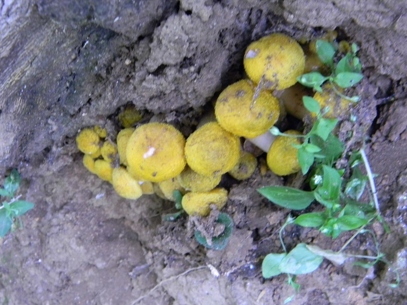 8) Primizia fotogr. il 14.06.2013.su tronso di Quercia