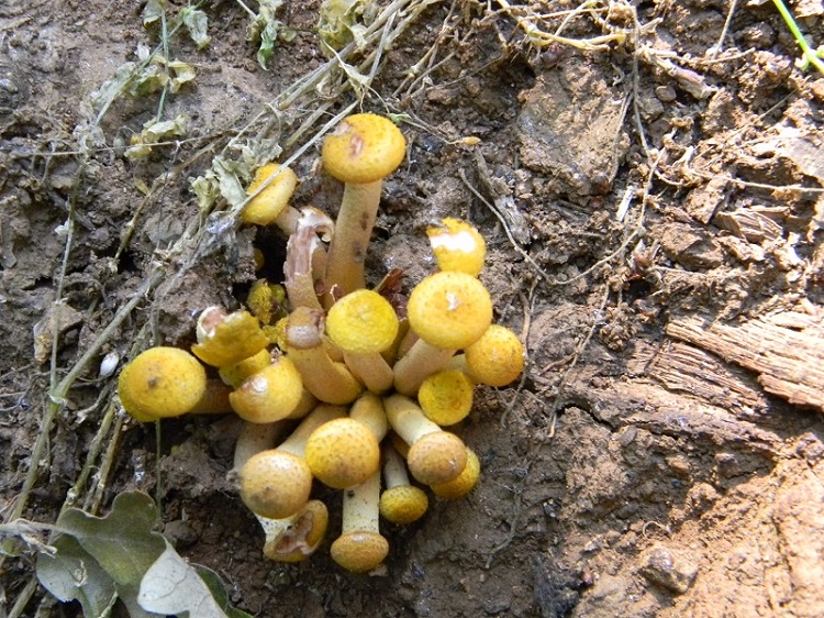 8) Primizia fotogr. il 14.06.2013.su tronso di Quercia