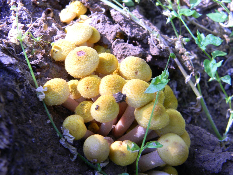 8) Primizia fotogr. il 14.06.2013.su tronso di Quercia