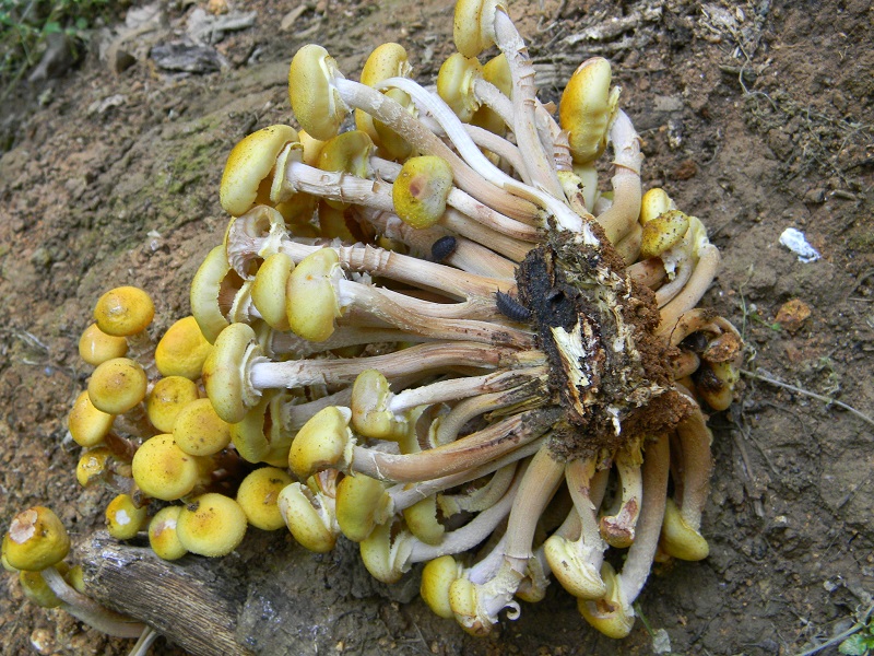 8) Primizia fotogr. il 14.06.2013.su tronso di Quercia