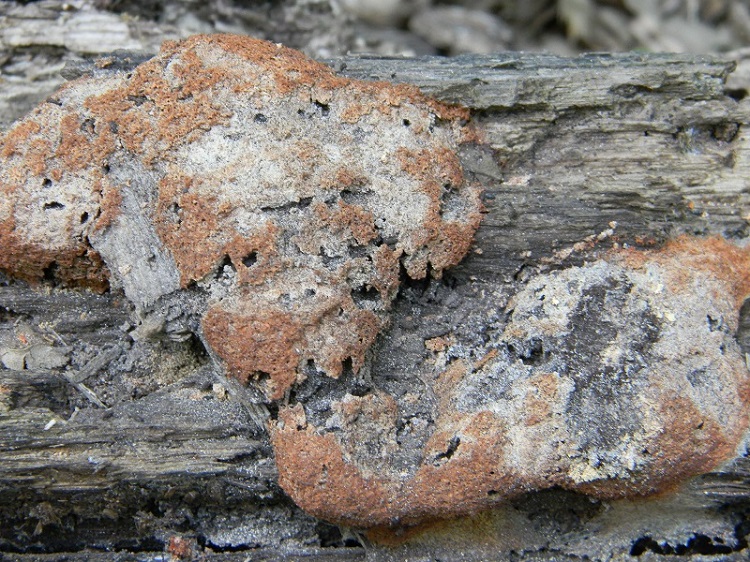 7) Fotogr. il 14.06.2013. su tronco di Quercia