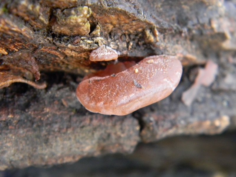 9) Fotogr. il 7.01.2014. sotto Quercia