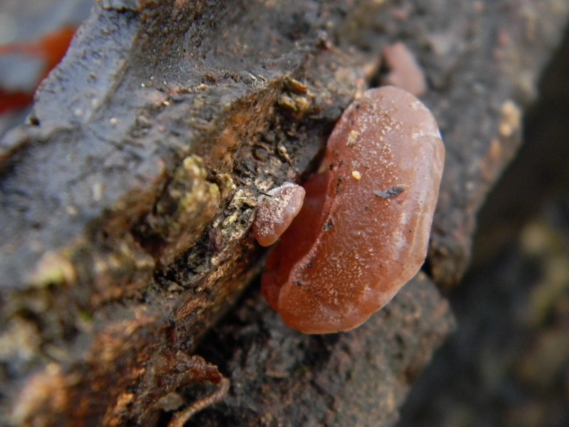 9) Fotogr. il 7.01.2014. sotto Quercia