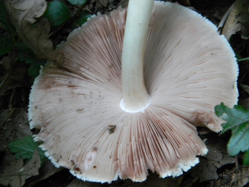 1) Fotogr. il 15.06.2013. su tronco in decomposizione