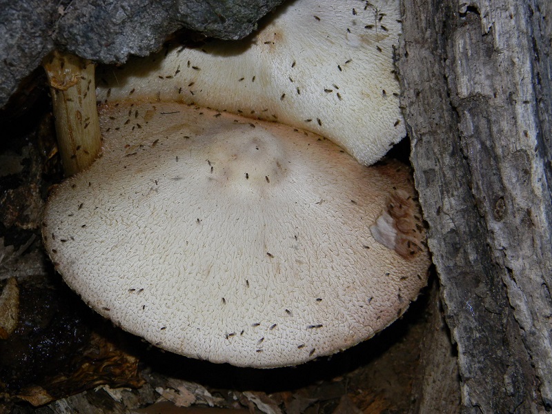 1) Fotogr. il 15.06.2013. su tronco in decomposizione