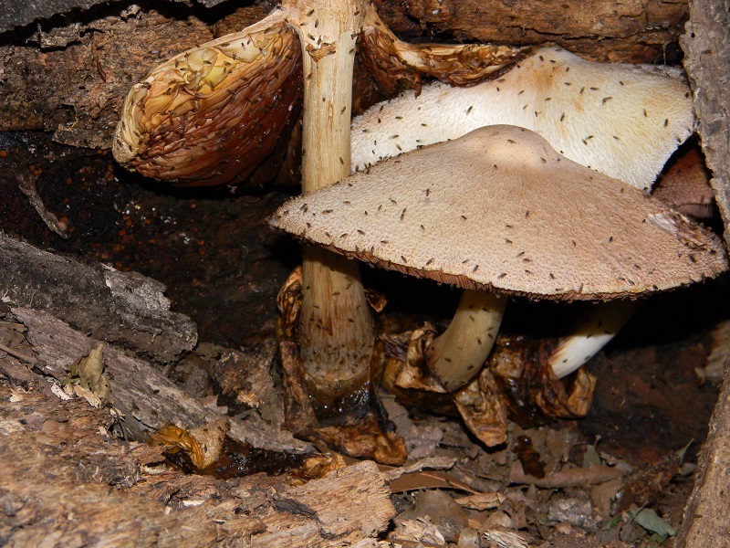 1) Fotogr. il 15.06.2013. su tronco in decomposizione