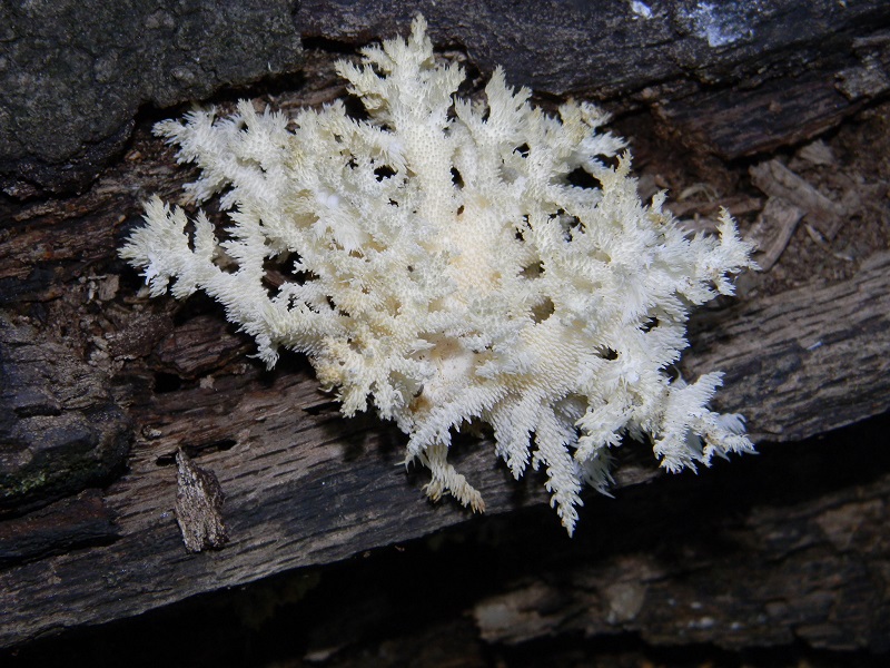 2) Fotogr. il 15.06.2013 sotto Quecia