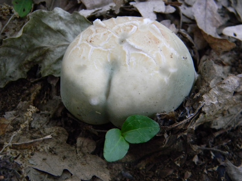 3) Fotogr. il 15.06.2013. sotto Quercia