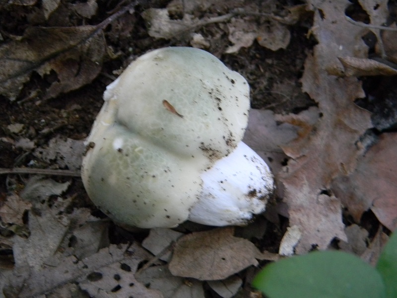 3) Fotogr. il 15.06.2013. sotto Quercia