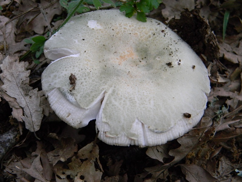 3) Fotogr. il 15.06.2013. sotto Quercia