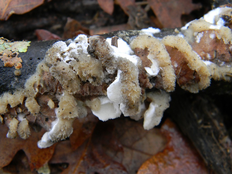 7) Fotogr.il 7.01.2014. sotto Quercia