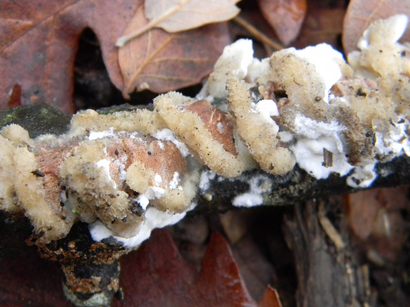 7) Fotogr.il 7.01.2014. sotto Quercia