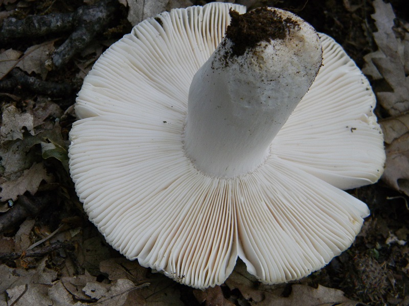 3) Fotogr. il 15.06.2013. sotto Quercia