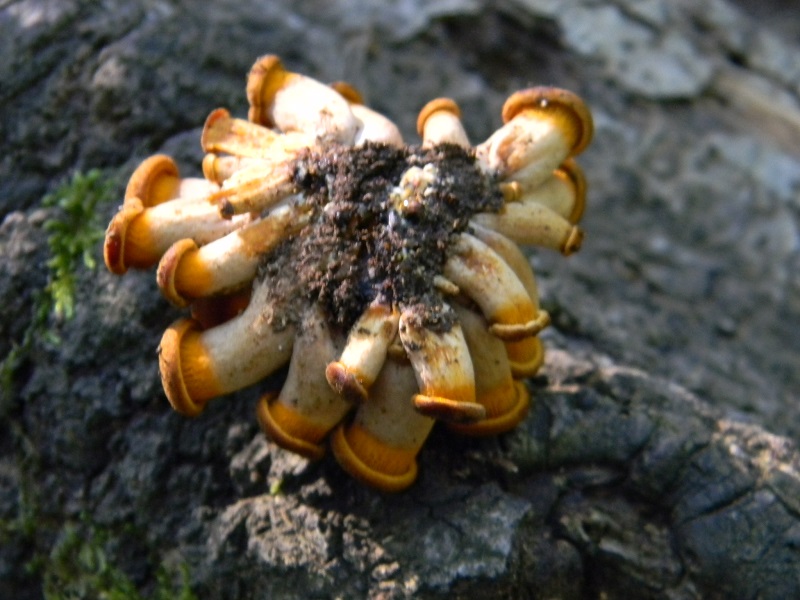 7) Fotogr. il 15.06.2013. sotto Quercia