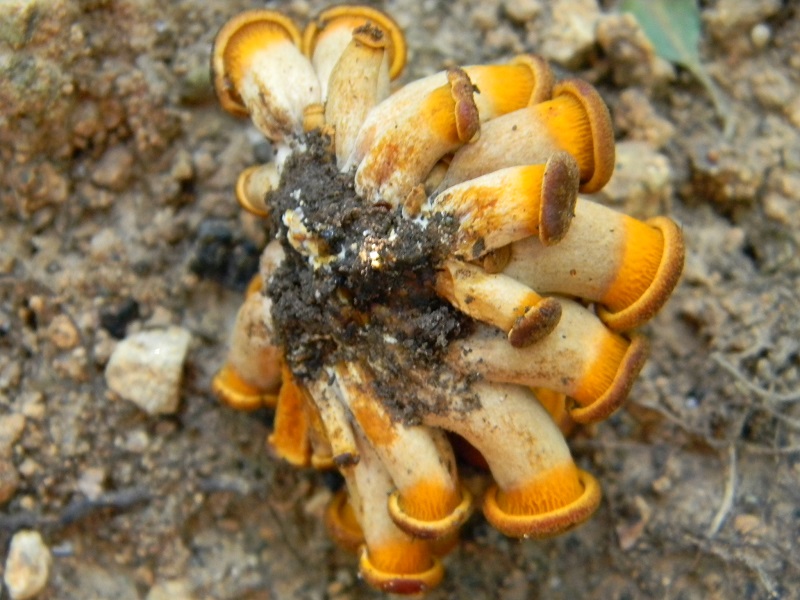 7) Fotogr. il 15.06.2013. sotto Quercia