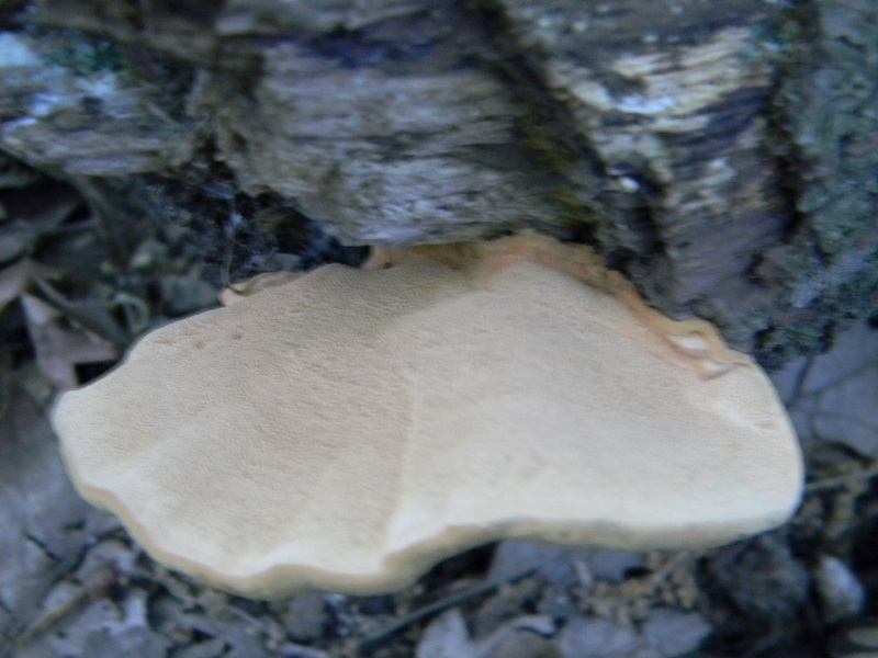 4) Fotogr. il 15.06.2013.sotto Quercia