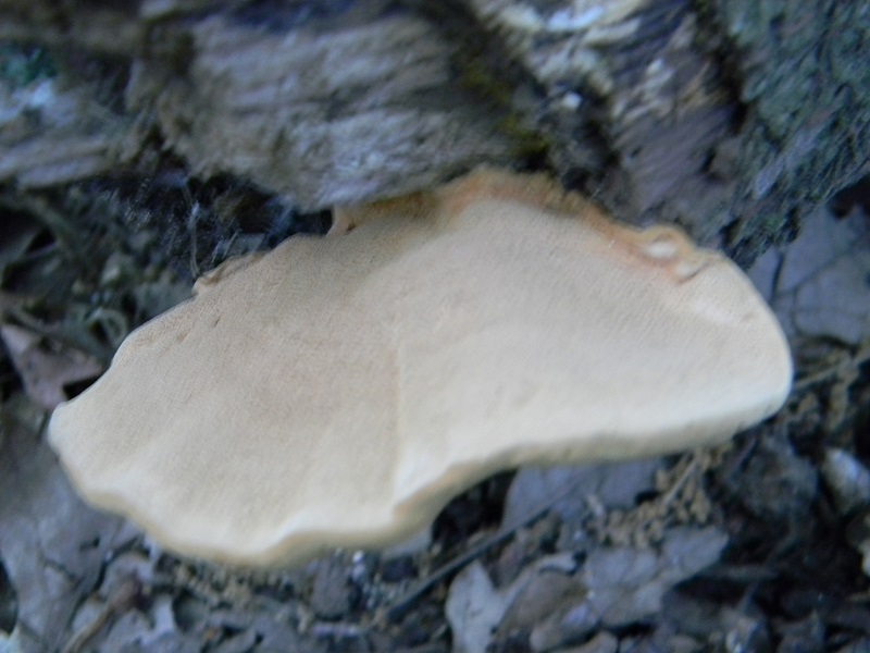 4) Fotogr. il 15.06.2013.sotto Quercia